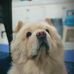 TOBY CHOW - Facebook