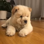 @toby_chow_chow - Instagram