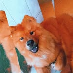 Toby chow-chow 🐶 - @_chowtoby - Instagram