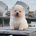 Toby Howl the Chow Chow - @tobyhowl.thechow - Instagram