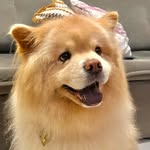 Toby, o chow chow 🐾 - @tobbychowchow - Instagram