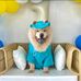 Toby the Chow - Facebook