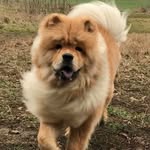 Toby the Chow - @toby_the_chow - Instagram