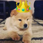 toby the chow - @toby_the_chow_chow - Instagram