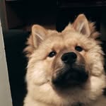 Toby The Chow - @toby.the.chow - Instagram