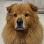 Toby The Chow - @tob_ichowchow - Instagram