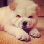 Toby The Chow - @toby_lee_an - Instagram
