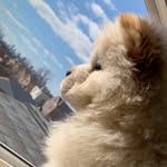 Toby the Chow Chow - @toby_the_chowchow_ - Instagram