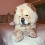Toby The Chow Chow - @tobythechoww - Instagram