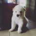 Toby the Chow Spitz - Facebook