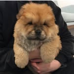 TOBY - @tobychowbear - Instagram