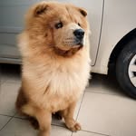 Toby - @tobychowchow08 - Instagram