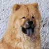 TobyChow - @h3so8 - TikTok