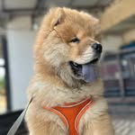 @tobychowganteng - Instagram