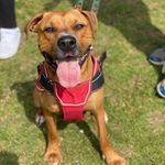 Toby Clifton Littlewood - @remembering_king_toby7 - Instagram