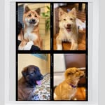 Benjamin, Teddy, Toby, Cody, Loky & Lola 🤍 - @tedb.en - Instagram