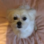 Justin Toby Cody - @cody_the_dog11 - Instagram
