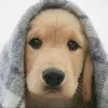 TOBY1oveCODY - @toby1ovecody - TikTok