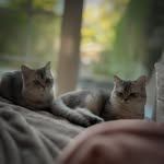 Toby & Cody - @thesilvershadedboys - Instagram