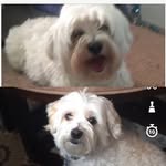 Toby And Cody - @toby.and.cody - Instagram