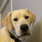 Toby Connor - @realtobythedog - Instagram