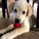 Toby - @toby_connor_richardson - Instagram