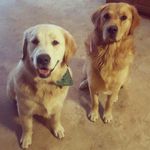 crosby and toby - @crosbyandtoby - Instagram