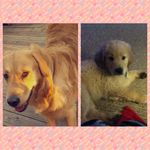 Crosby_and_toby - @crosby_and_toby - Instagram