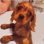 Toby Cummings - @tobycummings1888 - Instagram