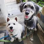 Toby & Happy - @tobyday.happyday - Instagram