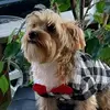 Toby Da Yorkie - @toby.da.yorkie - TikTok
