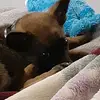 tobythepuppy123 - @tobydixon56 - TikTok