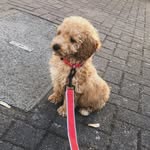 Toby 🐾 - @toby_carvery_egan - Instagram