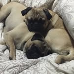 Toby And Farley - @tobyandfarley - Instagram