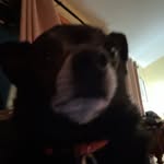Toby (Boby) Flanigan🐾 - @bigbobalicious - Instagram