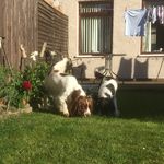 Rambo, Skye, Toby, Flint. ❤️ - @crazyspaniels - Instagram
