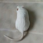 toby,jet,flint - @my.3.gerbils - Instagram