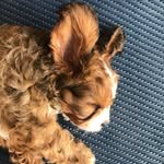 Toby & Frank - @tobyandfrank_ - Instagram
