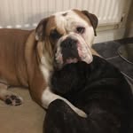 Toby & Frank - @tobyfrankbulldog - Instagram