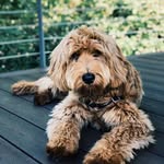 Toby Frank - @tobythe.goldendoodle - Instagram