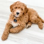 Toby Franklin - @tobyfranklin.theminidoodle - Instagram