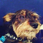 Toby Fraser - @toby_wan_kenobi101 - Instagram