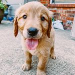 Toby Gaines - @toby.the.golden.boy - Instagram