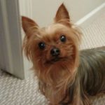 Toby Gomez - @princetobygomez - Instagram