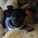 Toby Gomez - @tobygomez0204 - Instagram