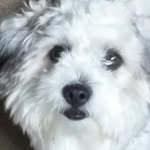 toby gomez - @toby_thee_savage - Instagram