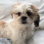 Toby Gomez - @tobito_the_burrito - Instagram