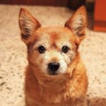 Toby Gómez - @puppy__toby - Instagram