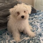 Toby Gomez - @tobythemaltese._ - Instagram