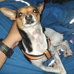 Toby Gomez 🐶 - @un.hu3vetas - Instagram